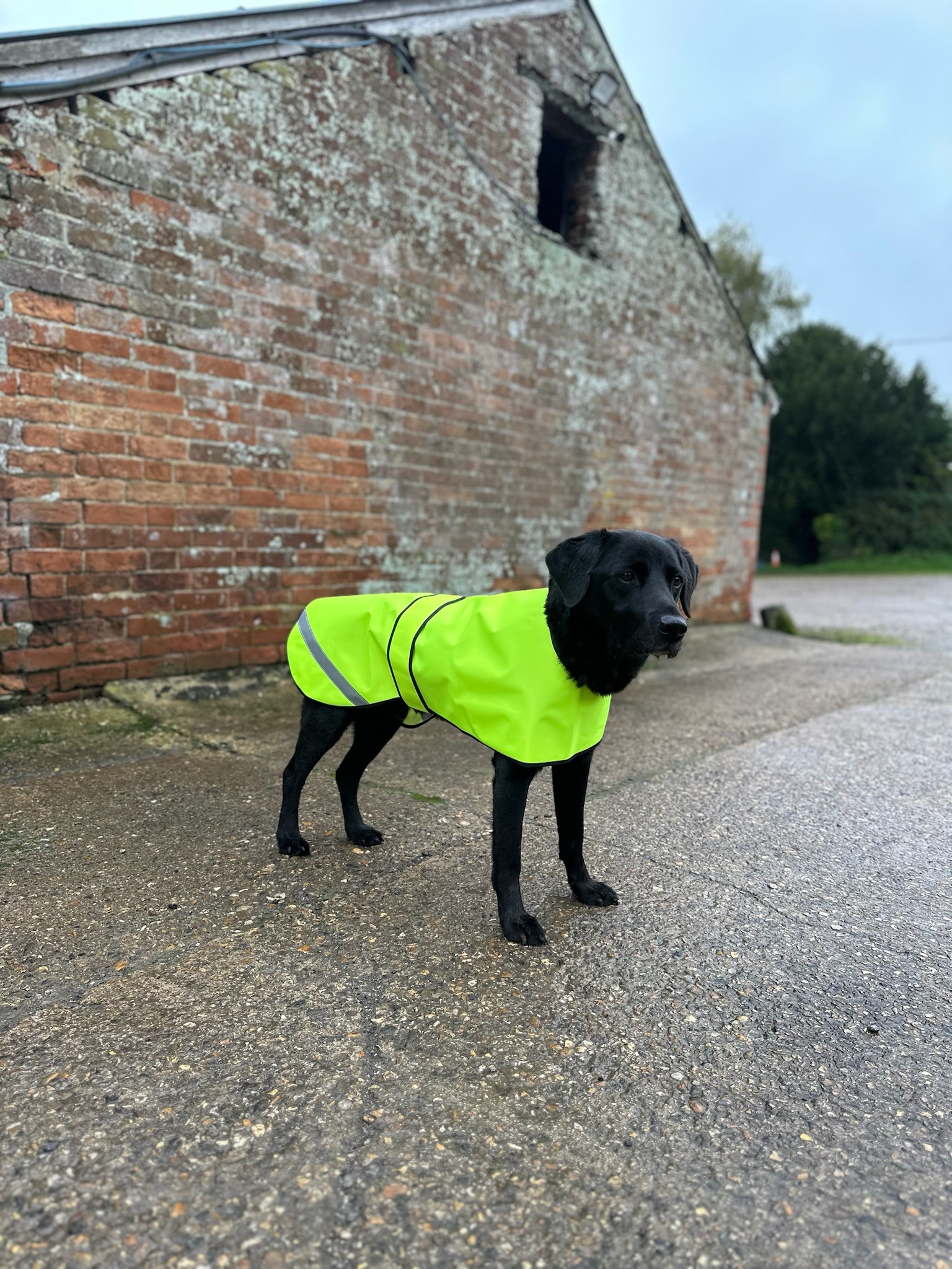 Rainy & gloomy dog walks.....